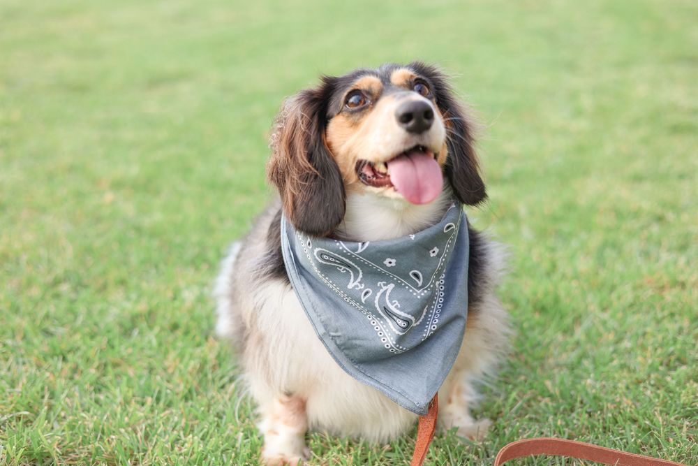 A happy dachshund mix dog wearing a gray bandana sits on grass with a cheerful expression.