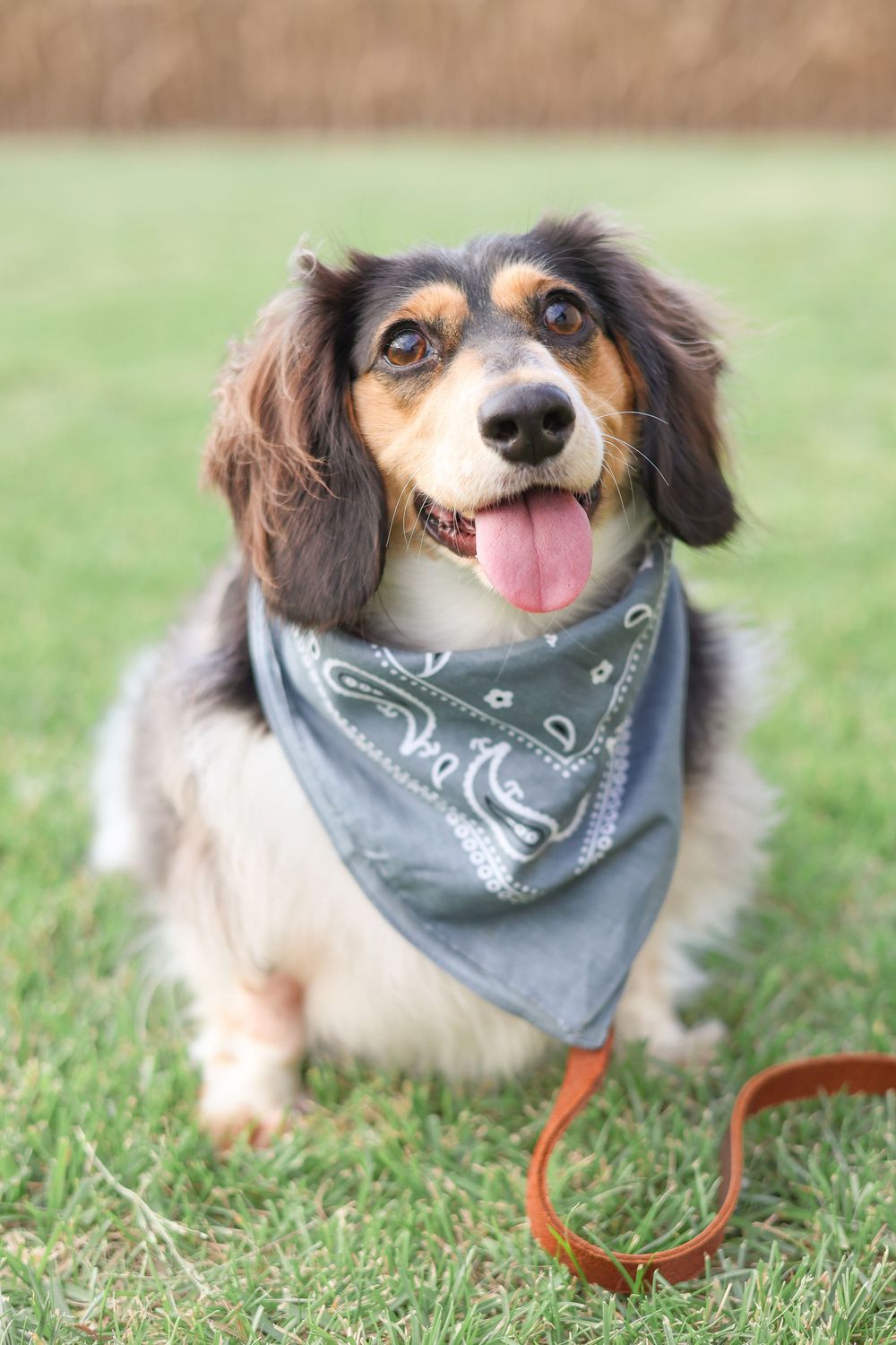 Happy dachshund mix wearing gray bandana sitting on grass with orange leash attached.