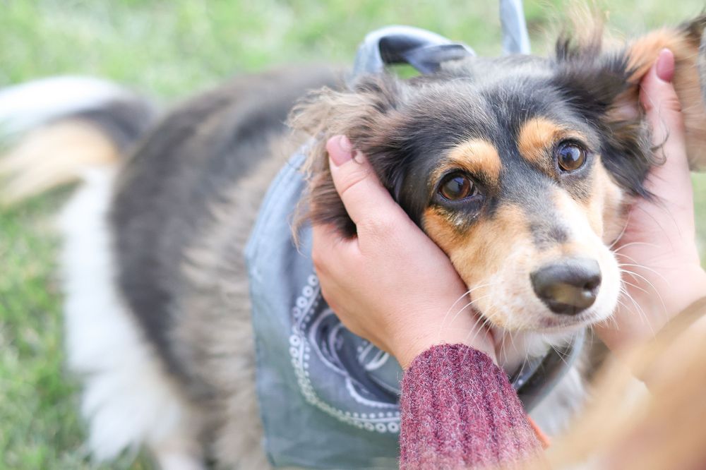 A close-up of a dog wearing a bandana while being petted, showing bright eyes and gentle expression.