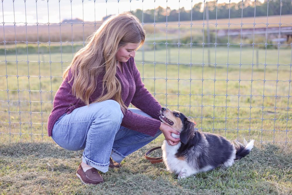 A black and white dog receives affection at sunset.