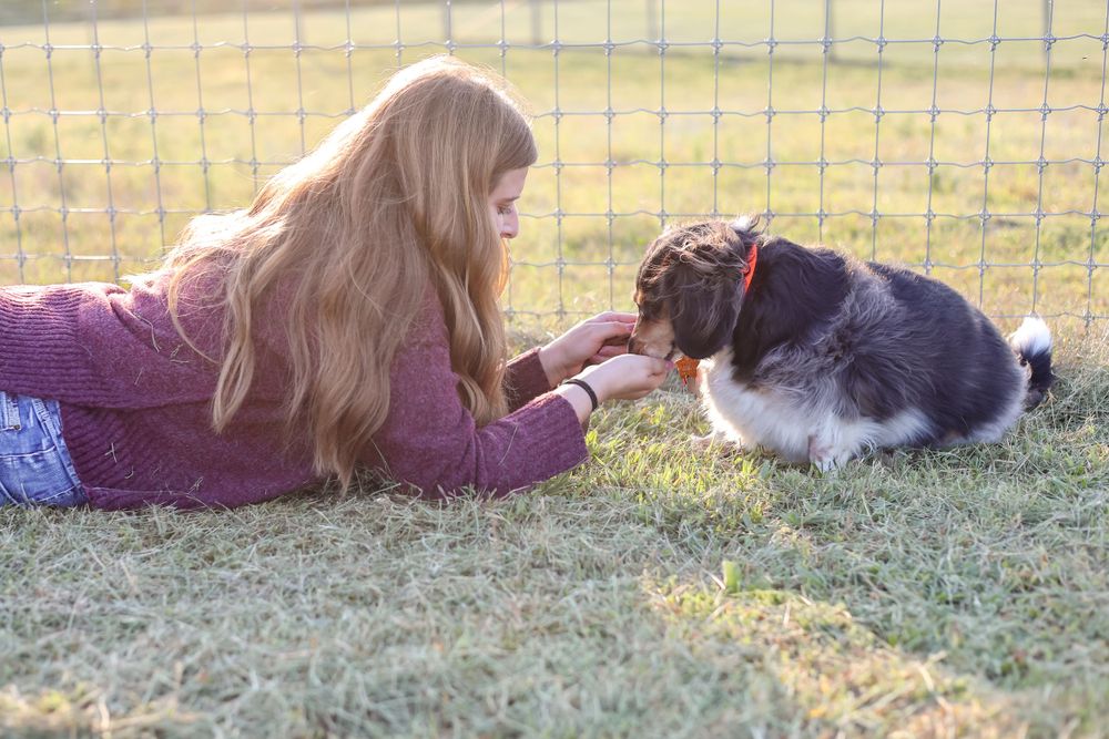A person lying in grass reaches out to pet a black and white dog in warm evening sunlight.