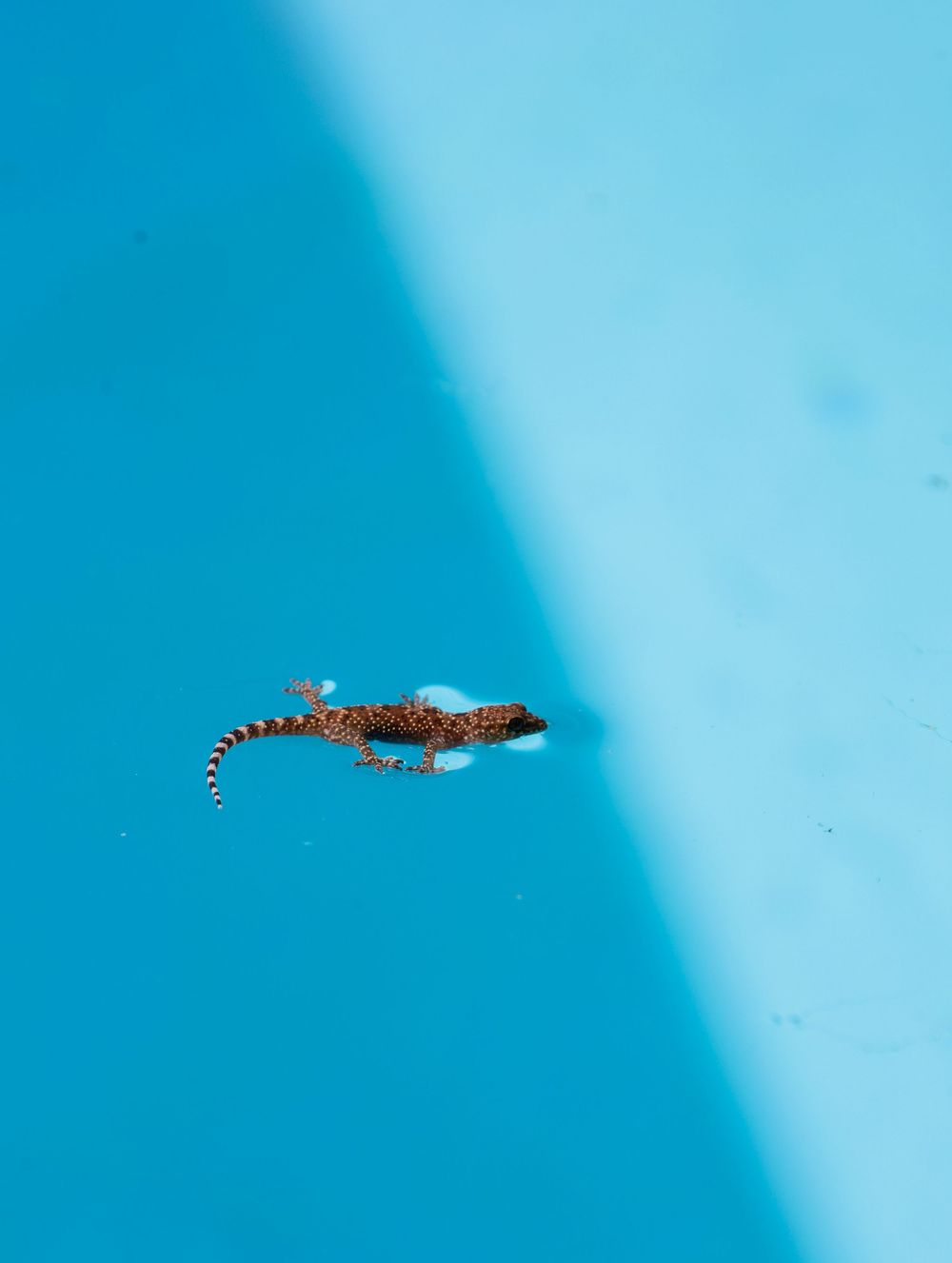 A spotted gecko with orange and black markings crawls across a bright blue surface in natural light.