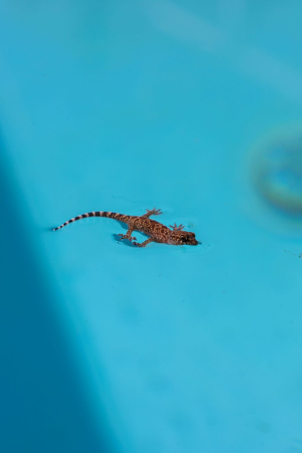 A small brown gecko or lizard crawls across a bright turquoise blue surface in close-up detail.