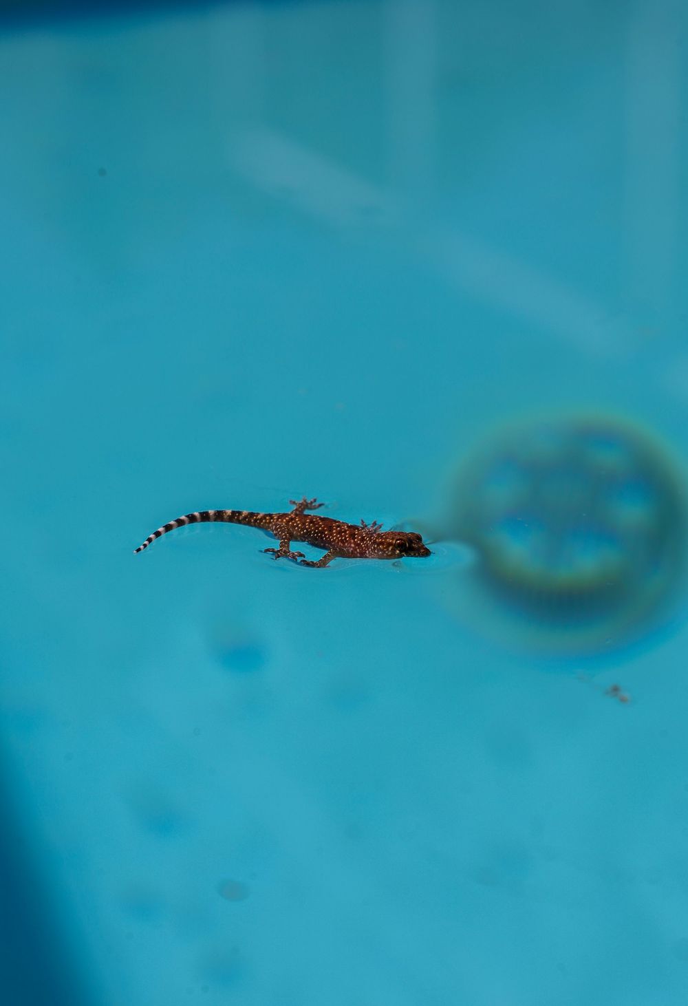 A spotted orange and brown gecko swims gracefully underwater against a vibrant turquoise blue background.