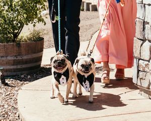 Two adorable pug dogs walking on a sidewalk while being led on leashes next to a stone wall and potted plant.