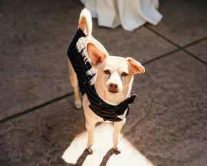 Small white dog wearing formal black attire at wedding event.