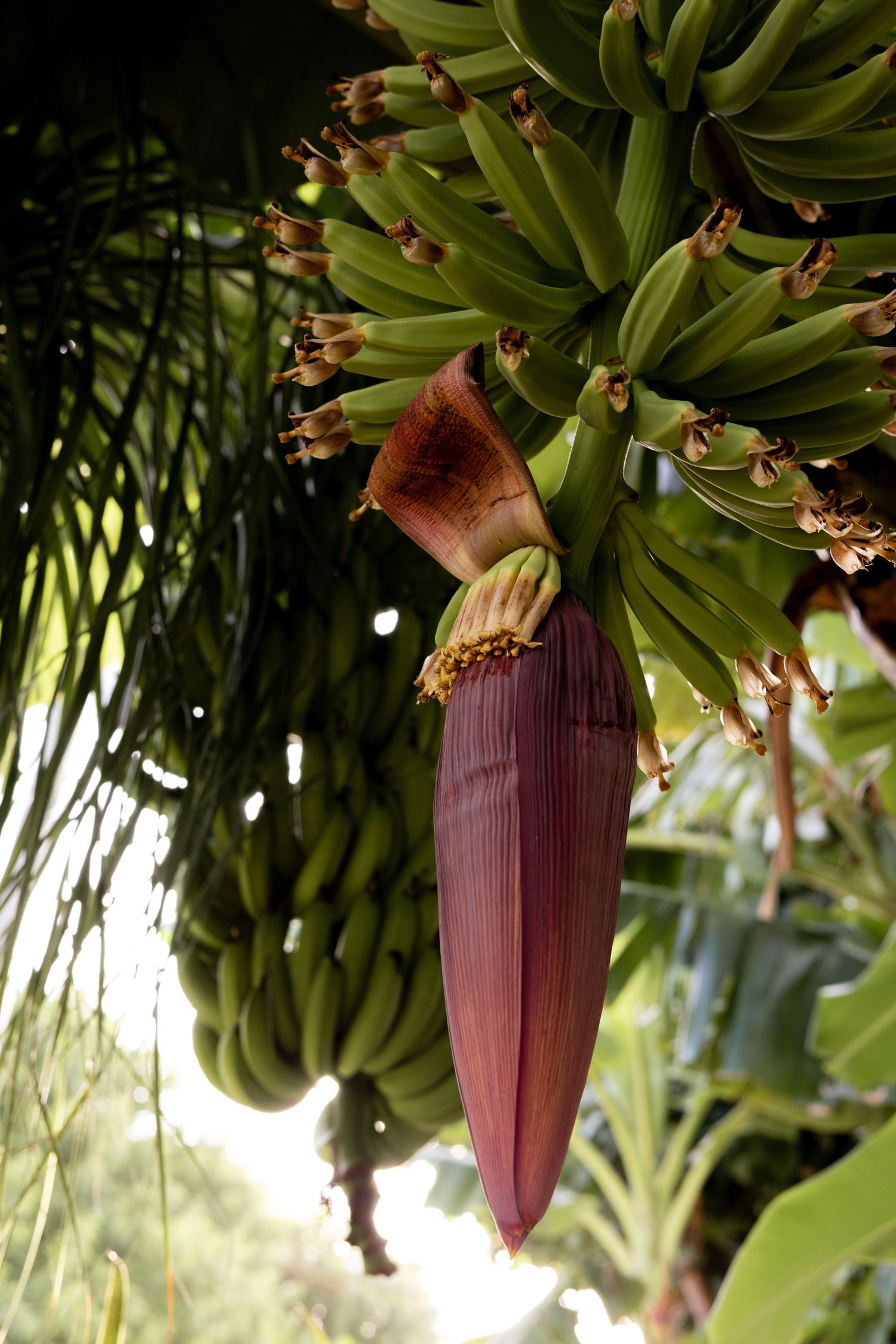 Bananas1