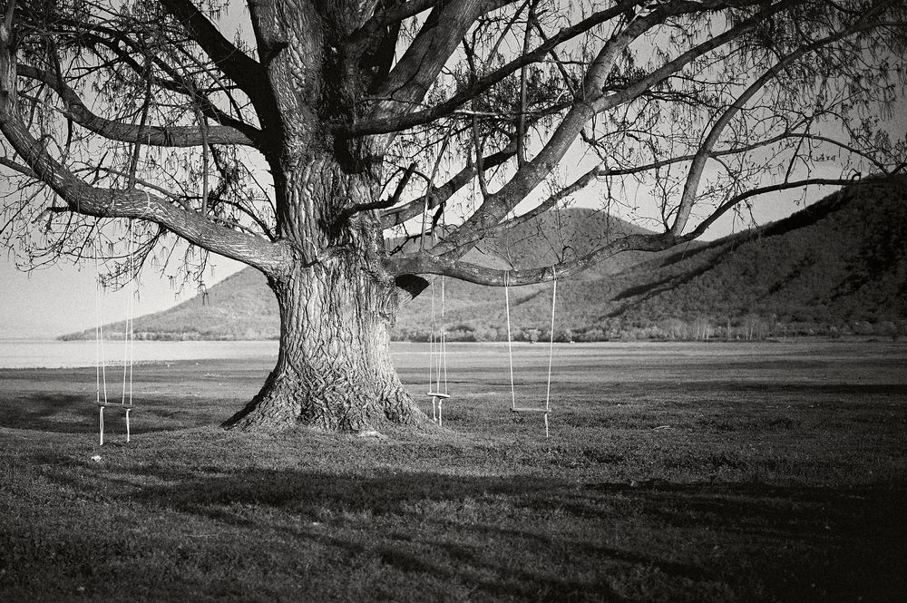 A dramatic black and white panorama of an old tree with twisted branches casting shadows across an open field.