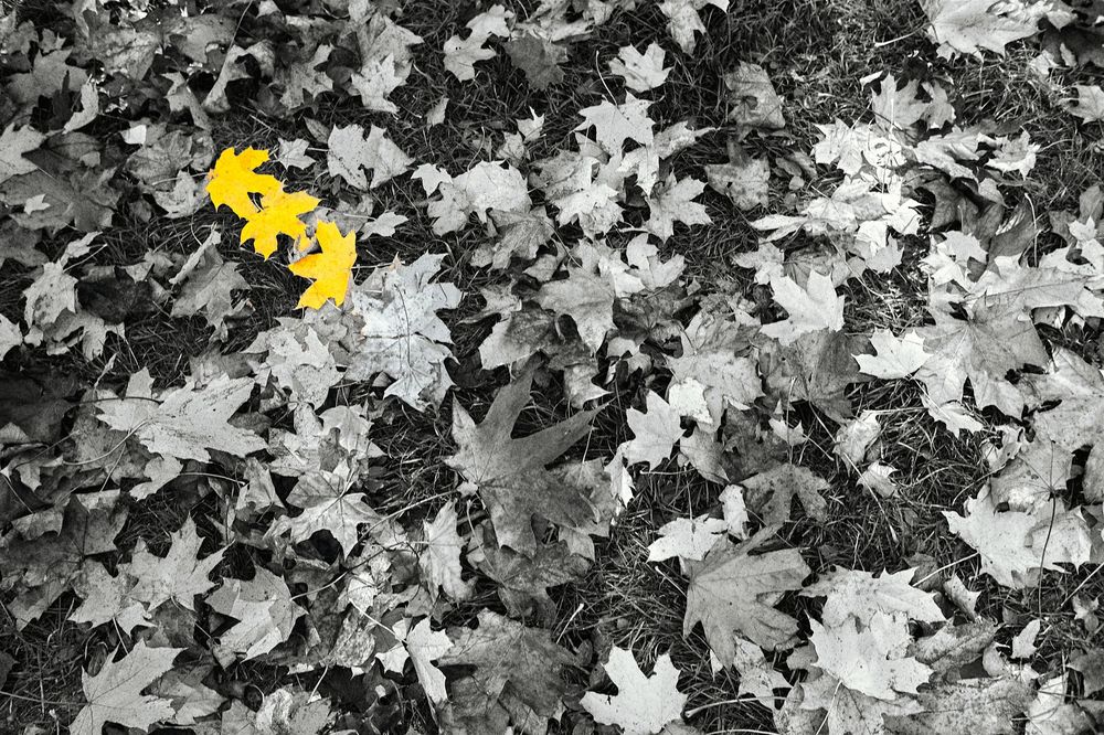 A small yellow flower stands out against a black and white background of scattered maple leaves on the ground.