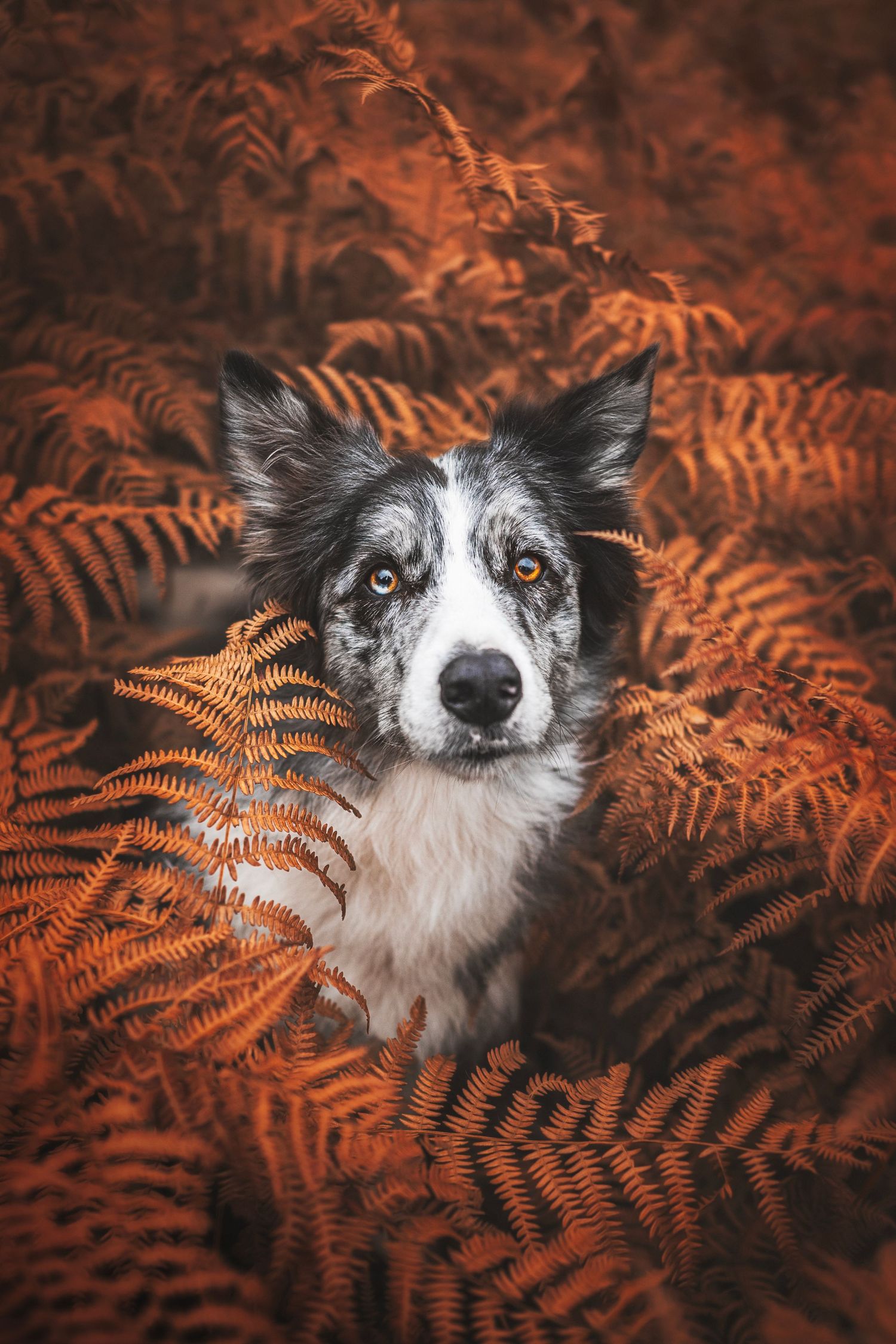 Border collie dog peeks through orange autumn fern leaves in a moody forest setting.