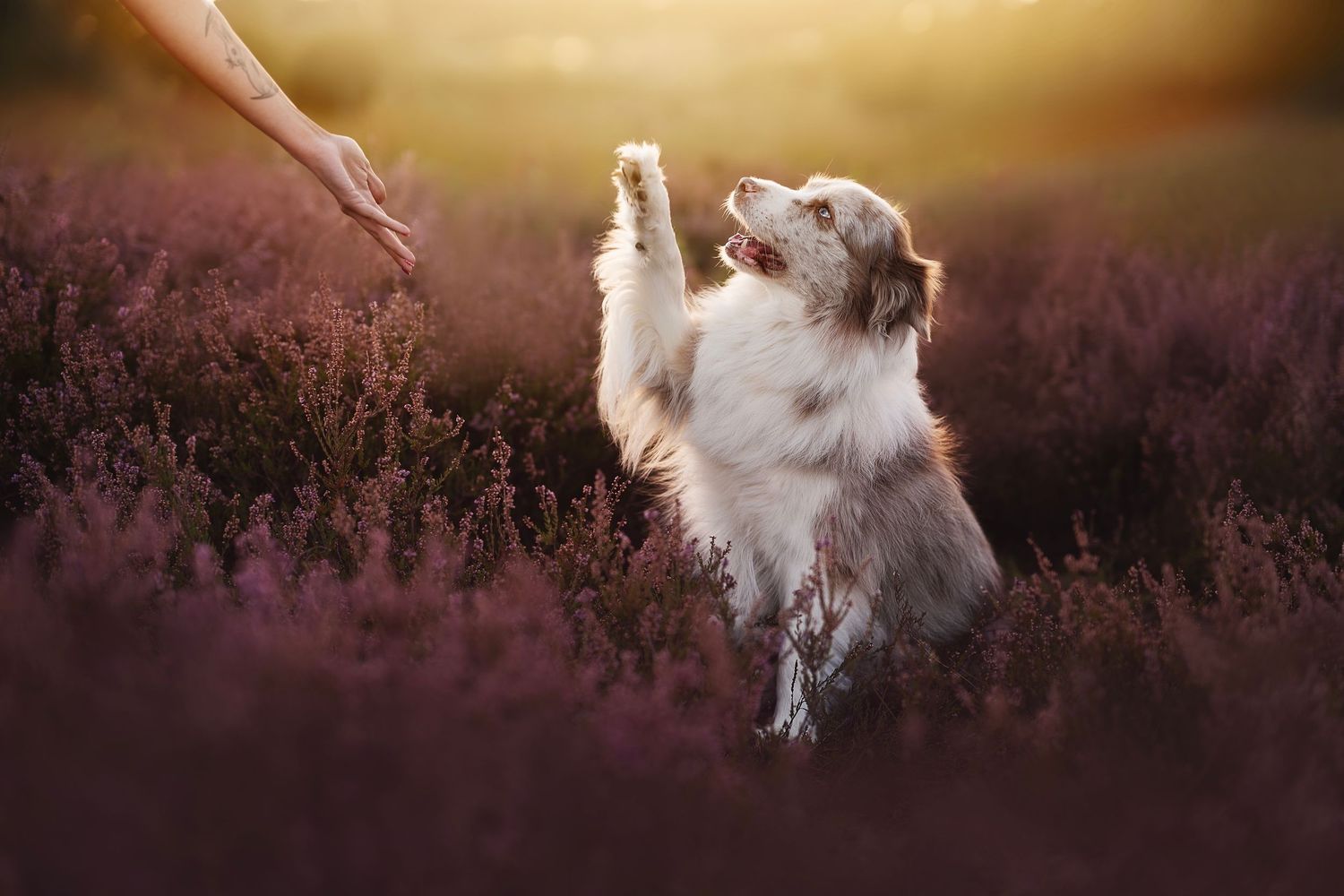 A white dog sits among purple heather flowers during golden sunset in a beautiful natural landscape.