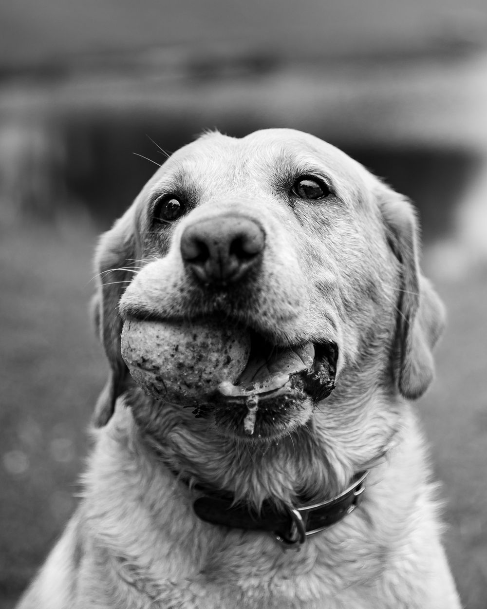 Black and white close-up portrait of a happy dog with a wide toothy grin showing its teeth. Dogs are family too in Missoula