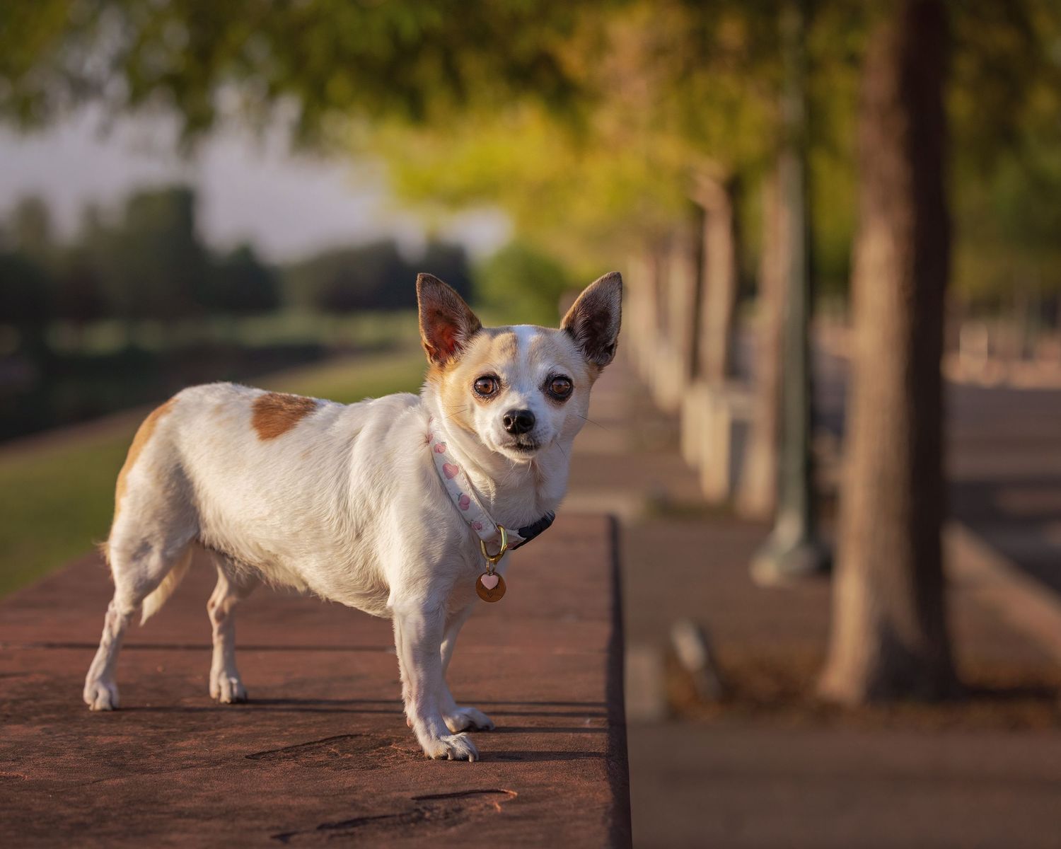 A small white Chihuahua dog stands on a brick walkway lined with trees during golden hour in Austin, Texas.