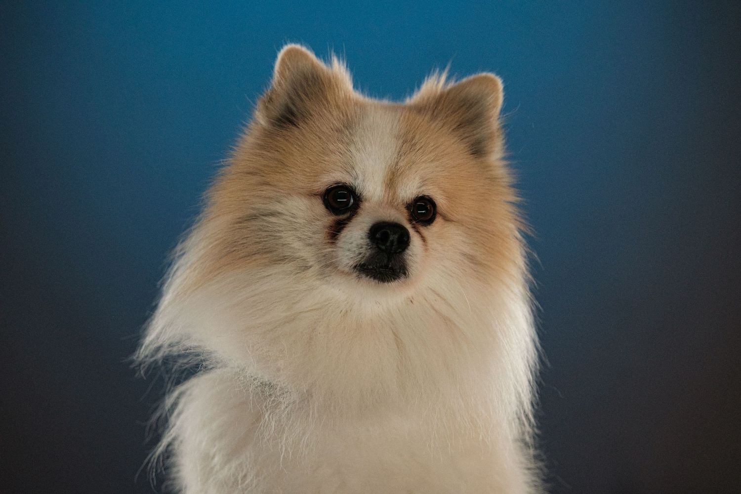 Dog Portrait