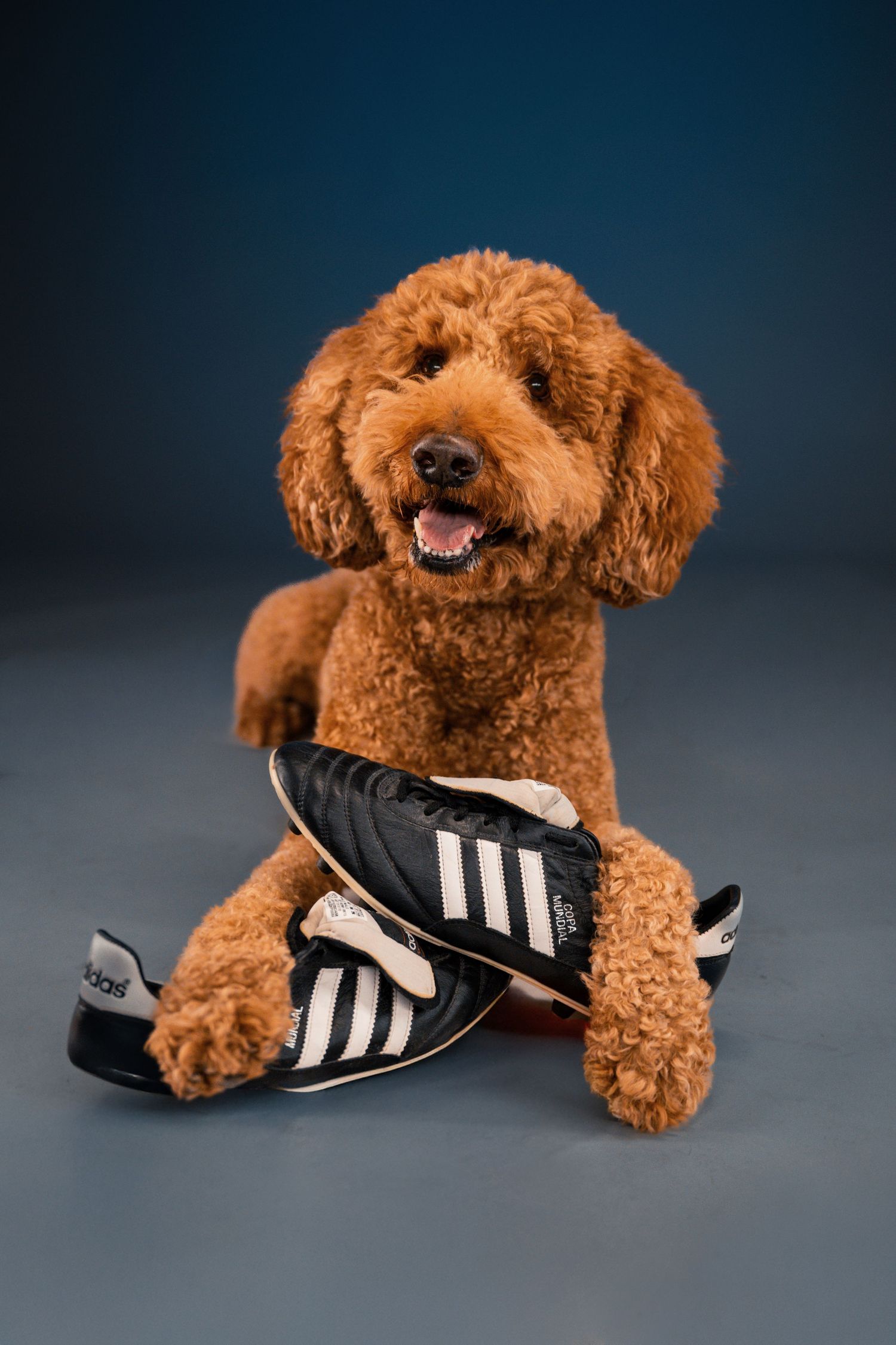 Pet portrait