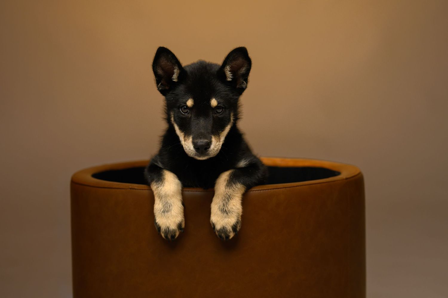 Pet portrait
