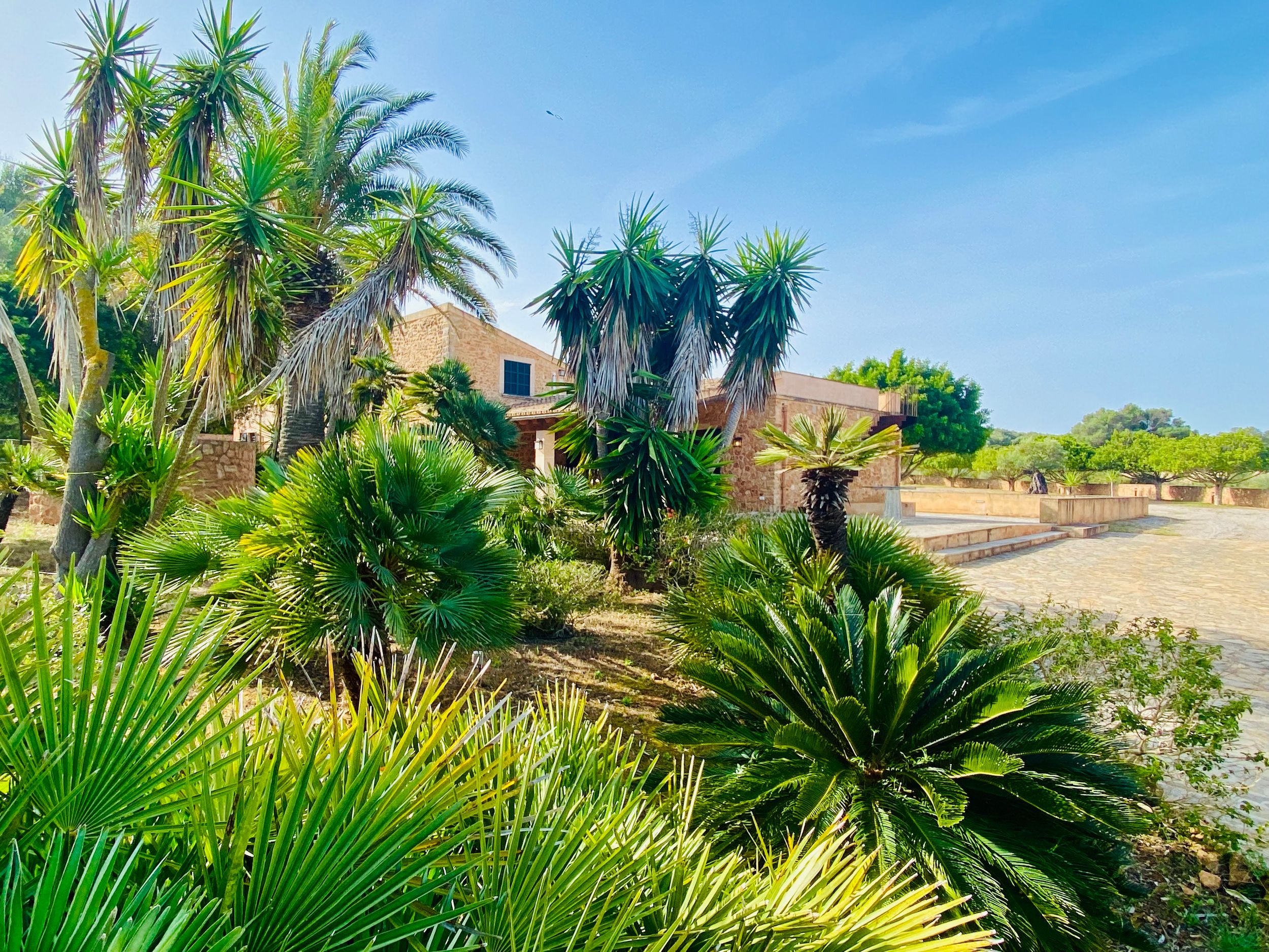 Palm trees and tropical landscaping line a winding pathway under bright blue skies in a desert setting.