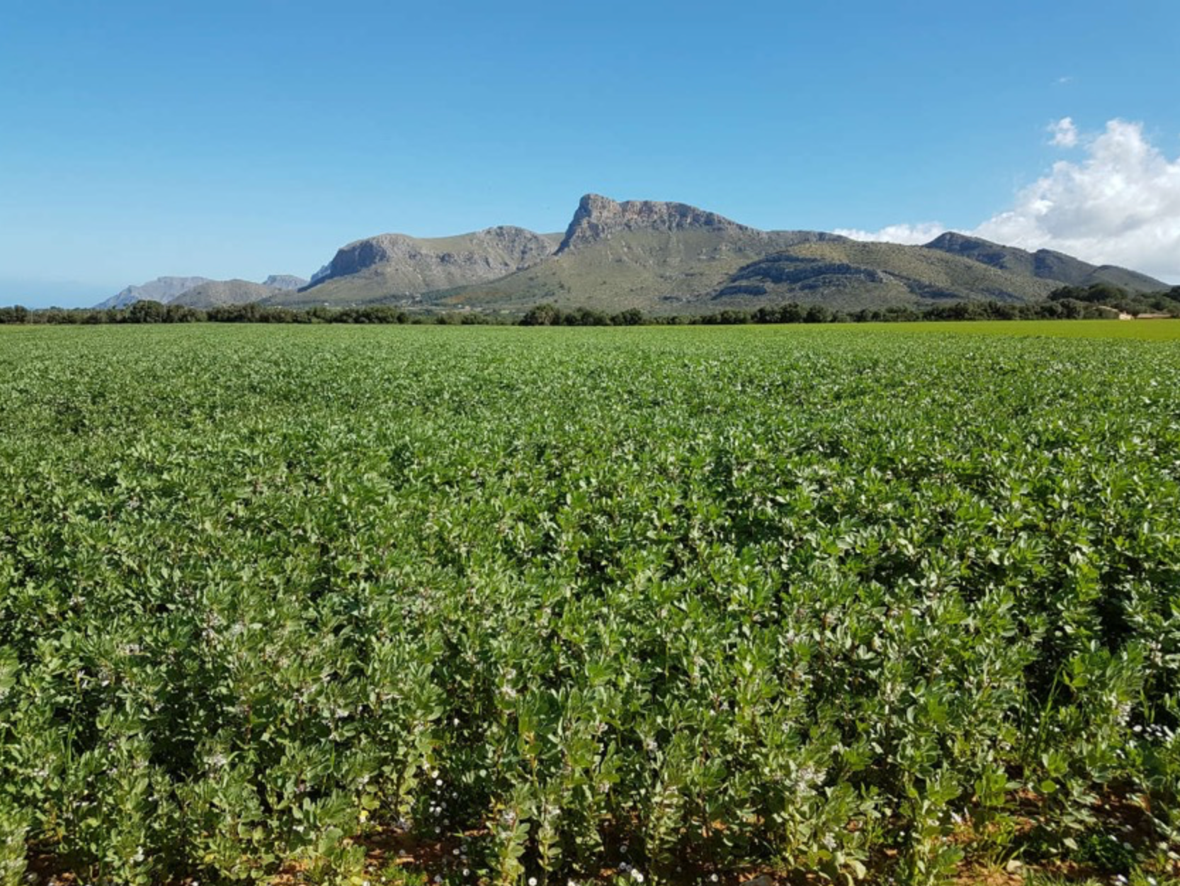 Lush green agricultural field stretches towards rugged mountain peaks under blue sky in rural landscape.