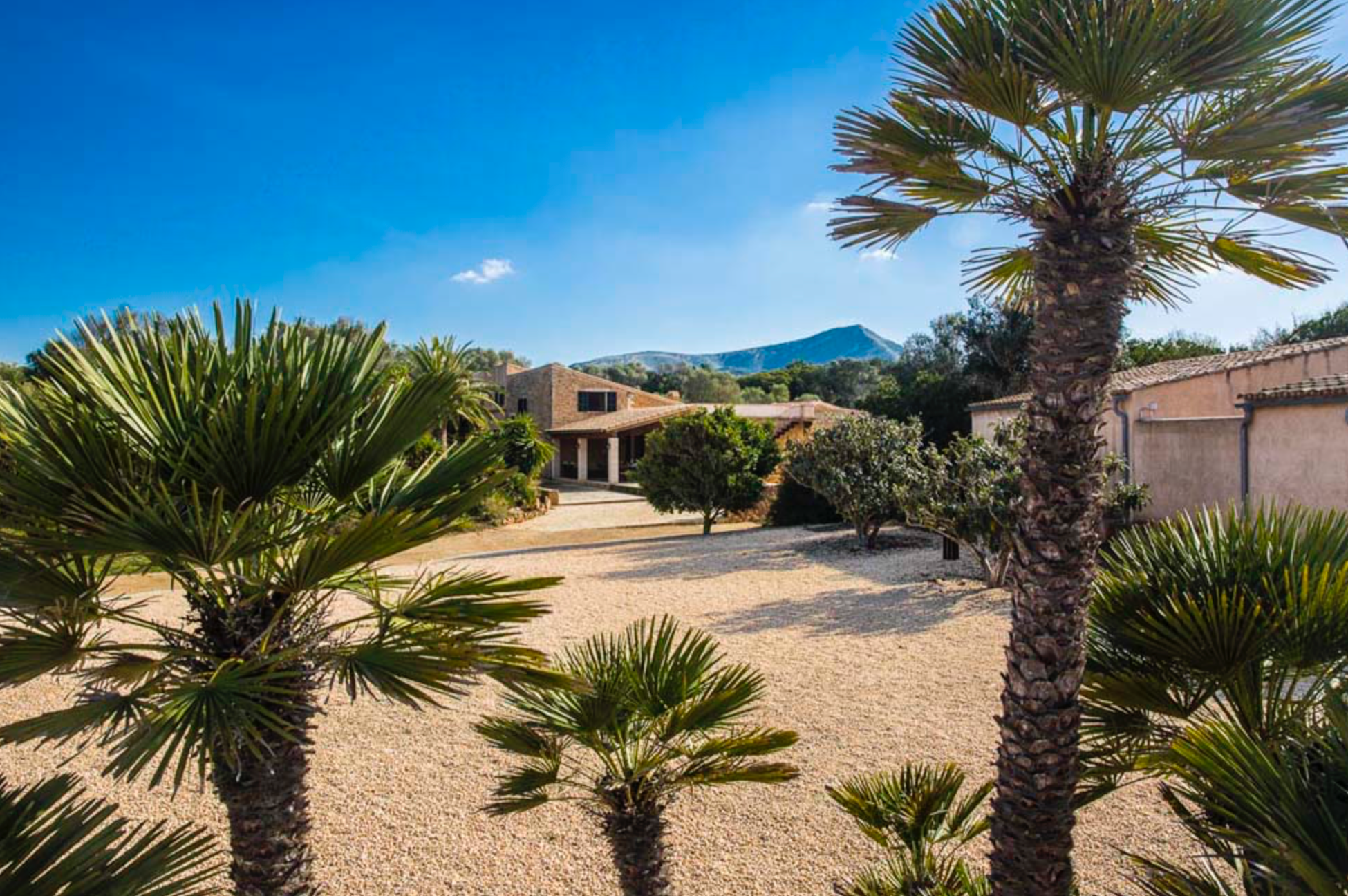 Palm trees line a desert landscape with mountains in the background and blue sky overhead.