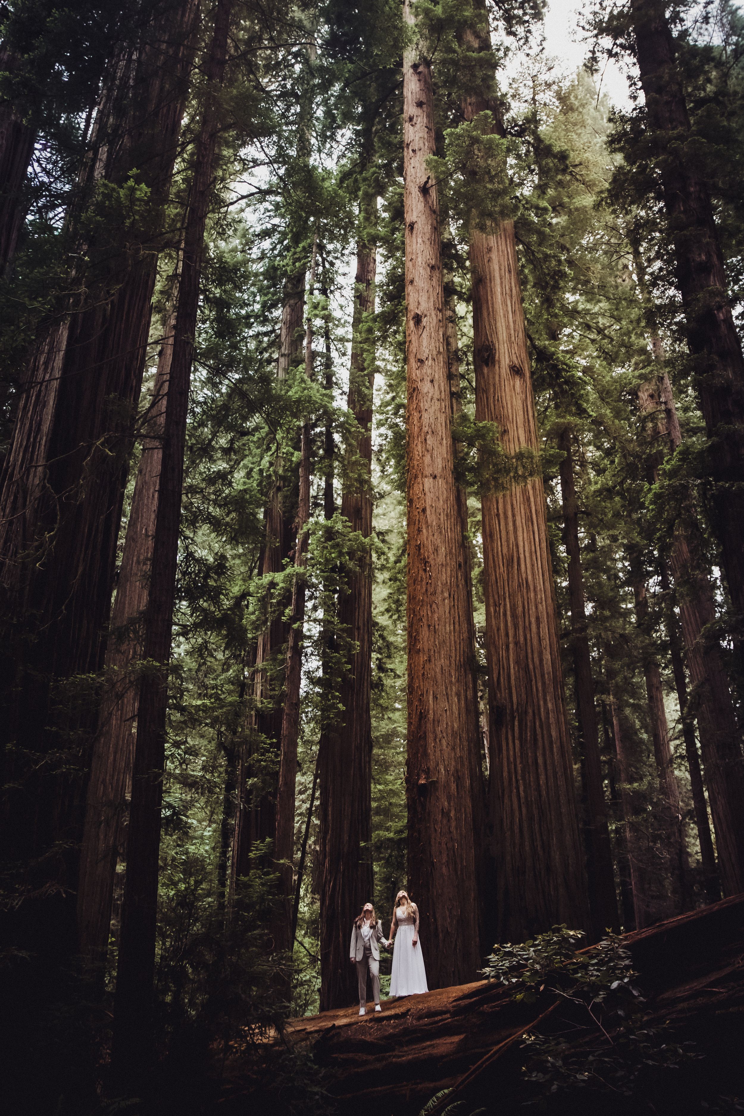 A wedding couple stands among towering redwood trees in a lush forest, dwarfed by the majestic ancient giants.
