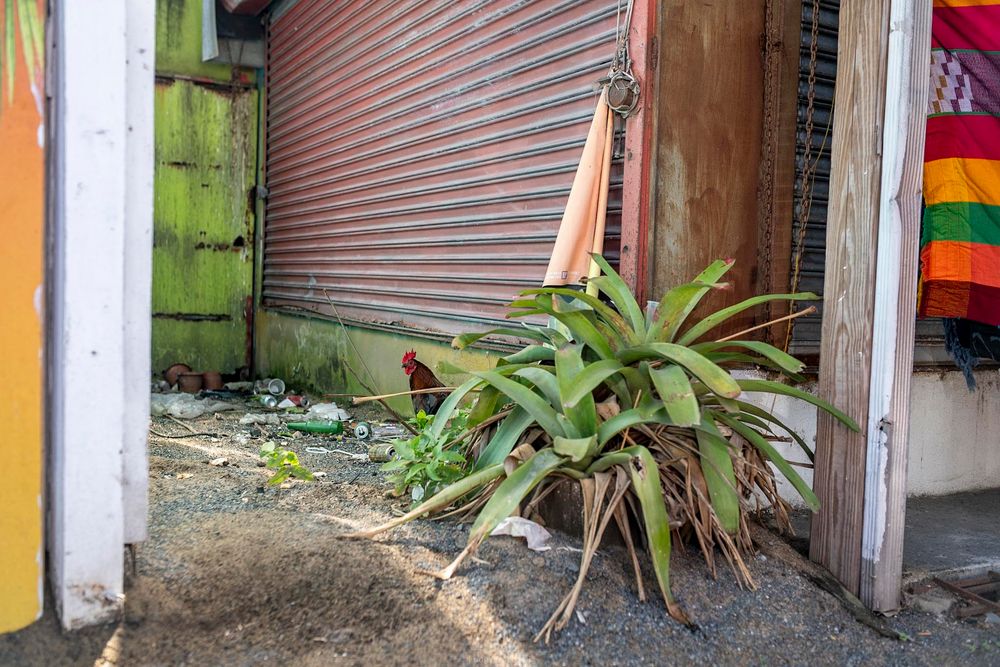 Tropical bromeliad plant growing beside a closed metal shutter storefront on a sandy urban sidewalk.
