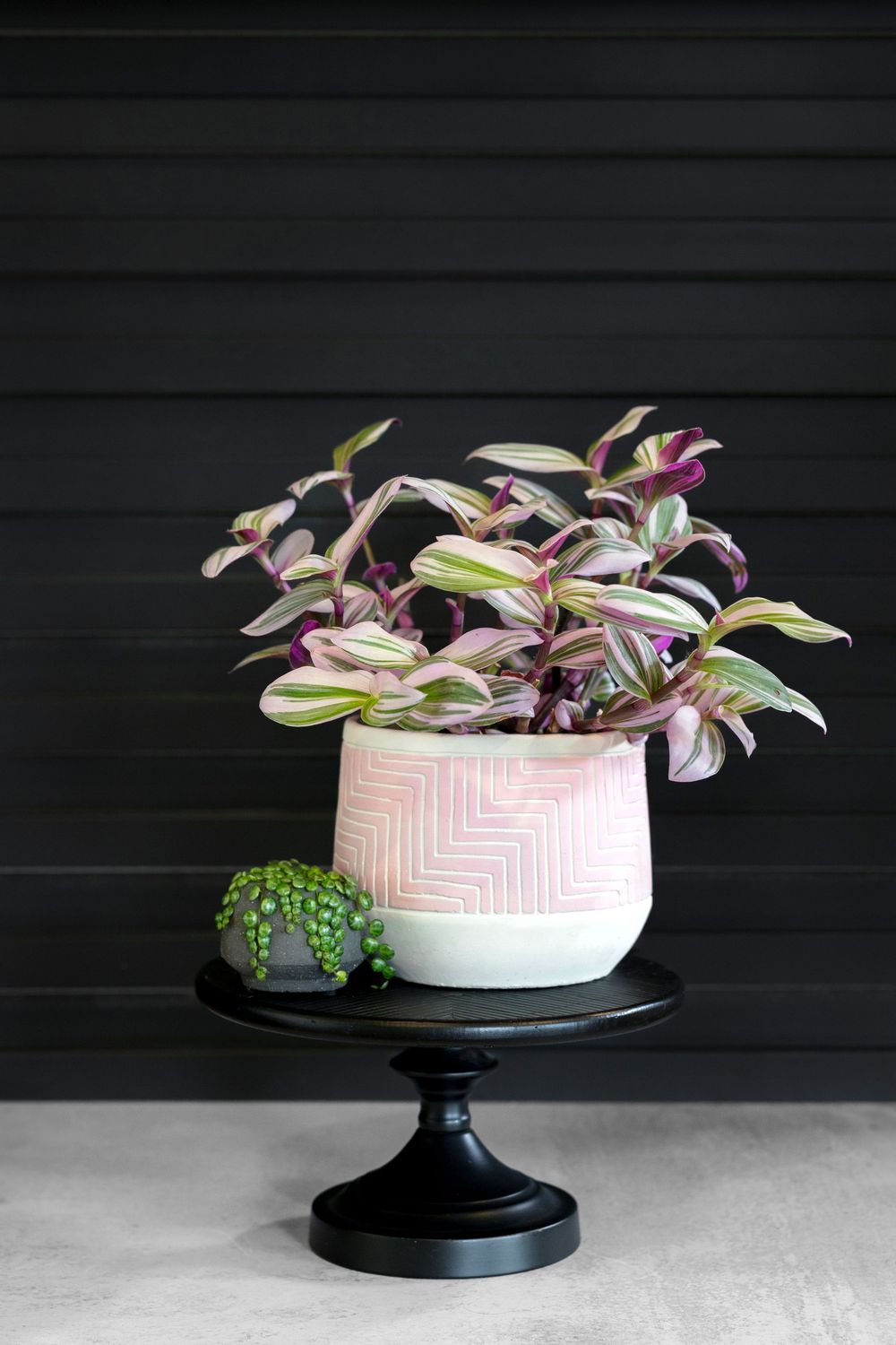 Pink and white patterned planter displaying variegated plants against a dark background.