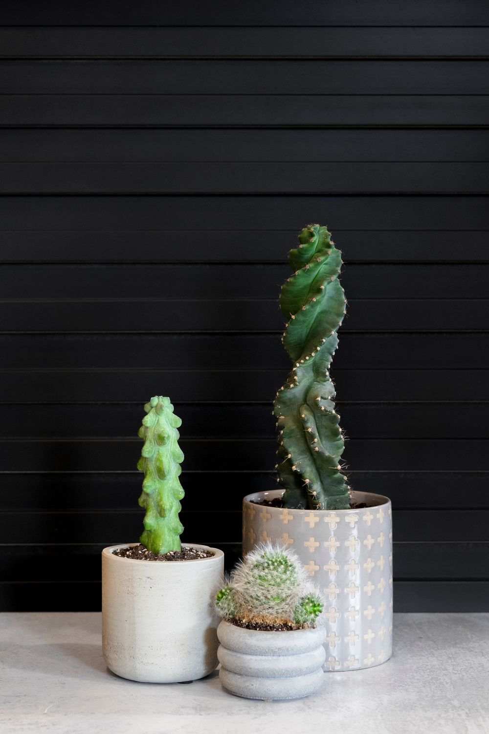 Cactus plants arranged in minimalist concrete planters against a black backdrop.
