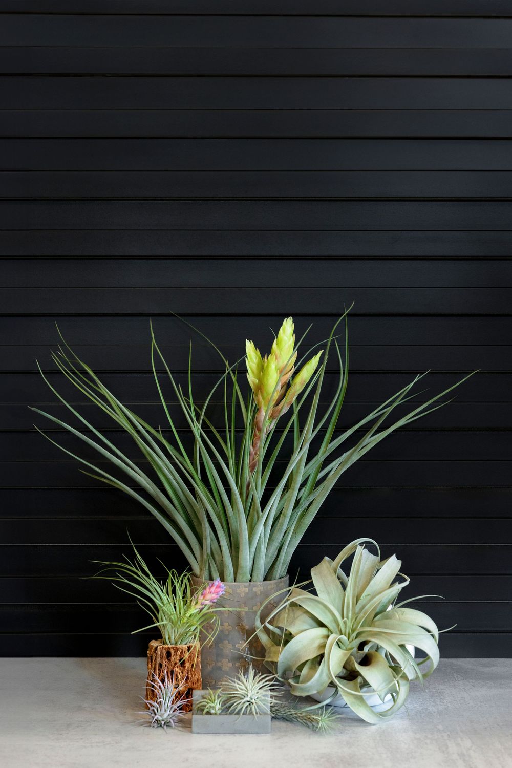 Air plants and tillandsia displayed in geometric concrete planters against a dark wall.
