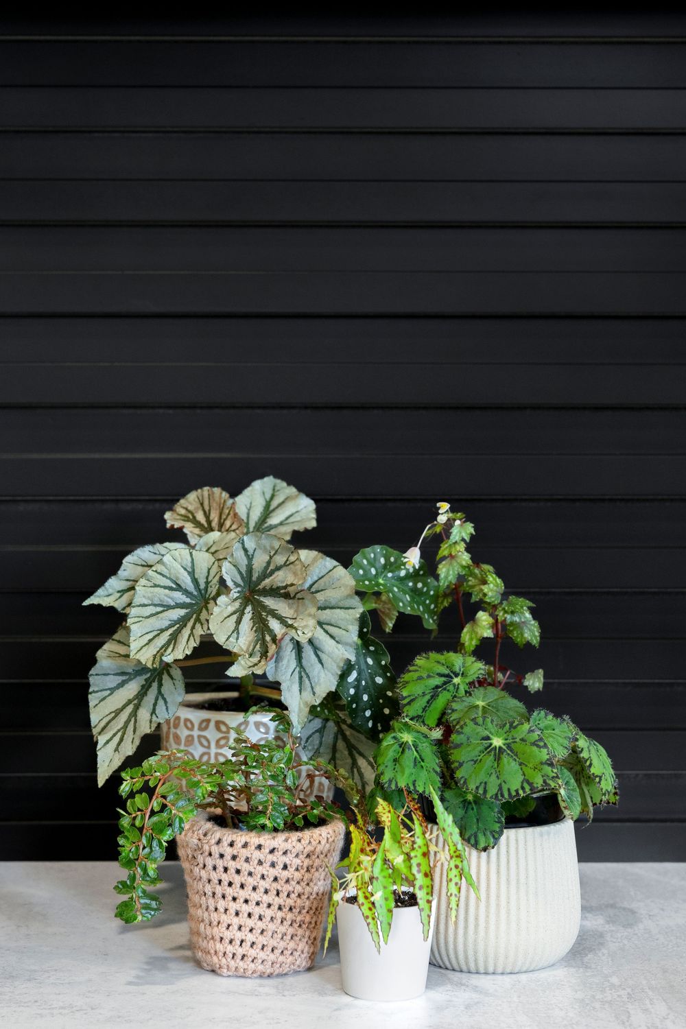 Collection of begonias and tropical plants in textured ceramic planters.
