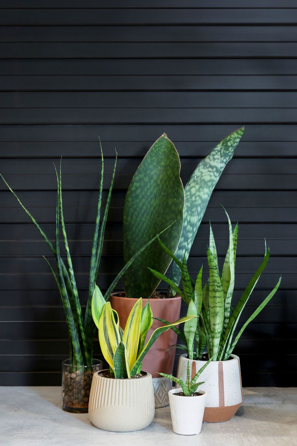 Various snake plants and succulents arranged in modern white ceramic planters.