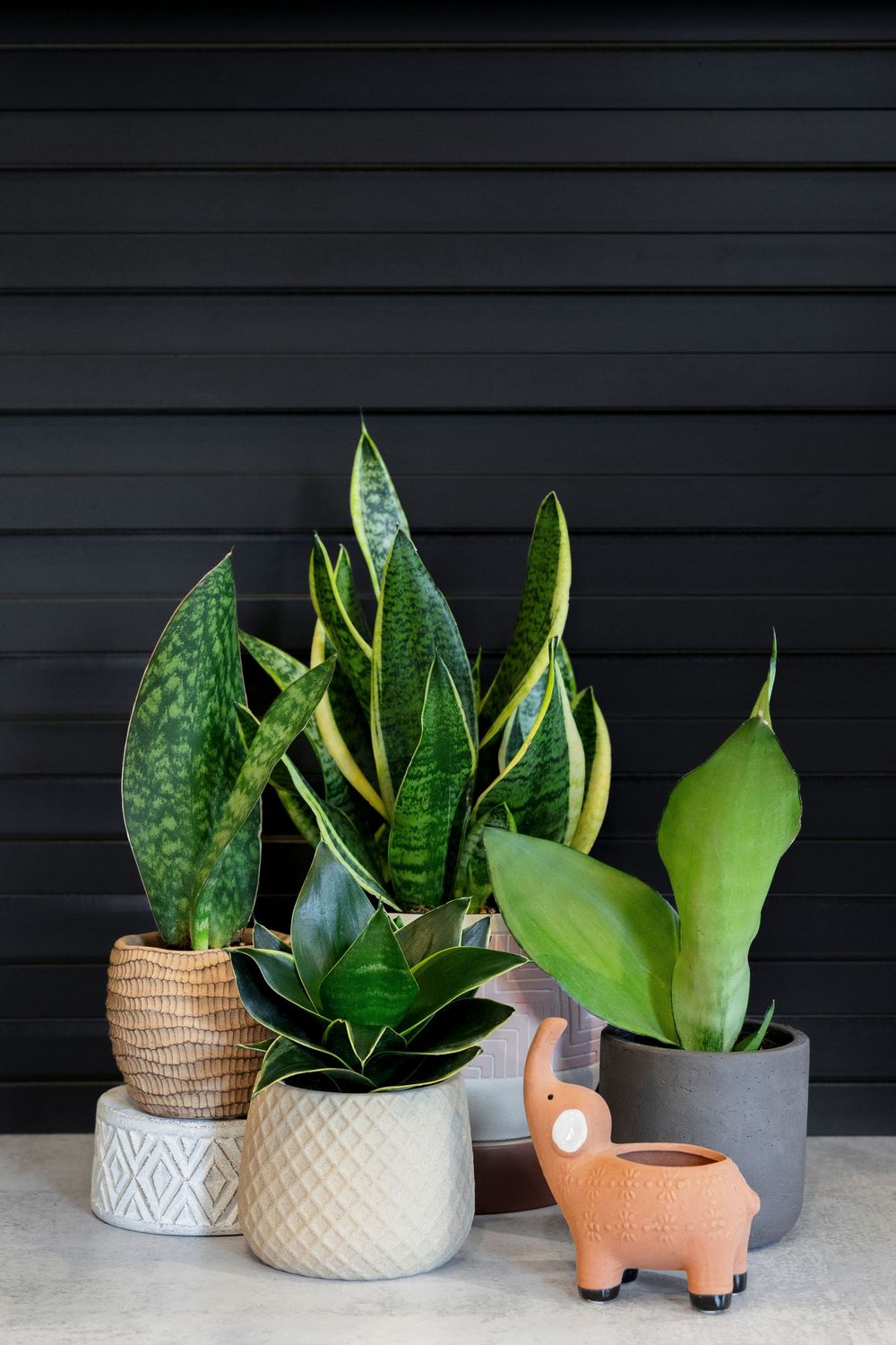 Snake plants and tropical foliage displayed in textured ceramic and terra cotta pots.