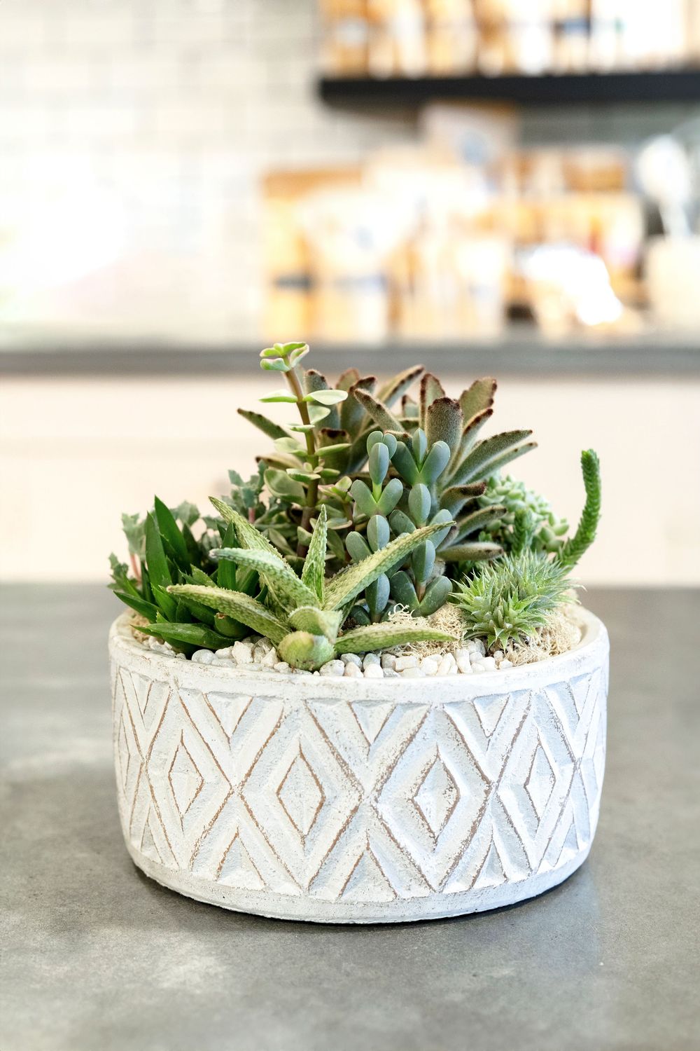 White ceramic planter with geometric pattern filled with various green succulent plants.