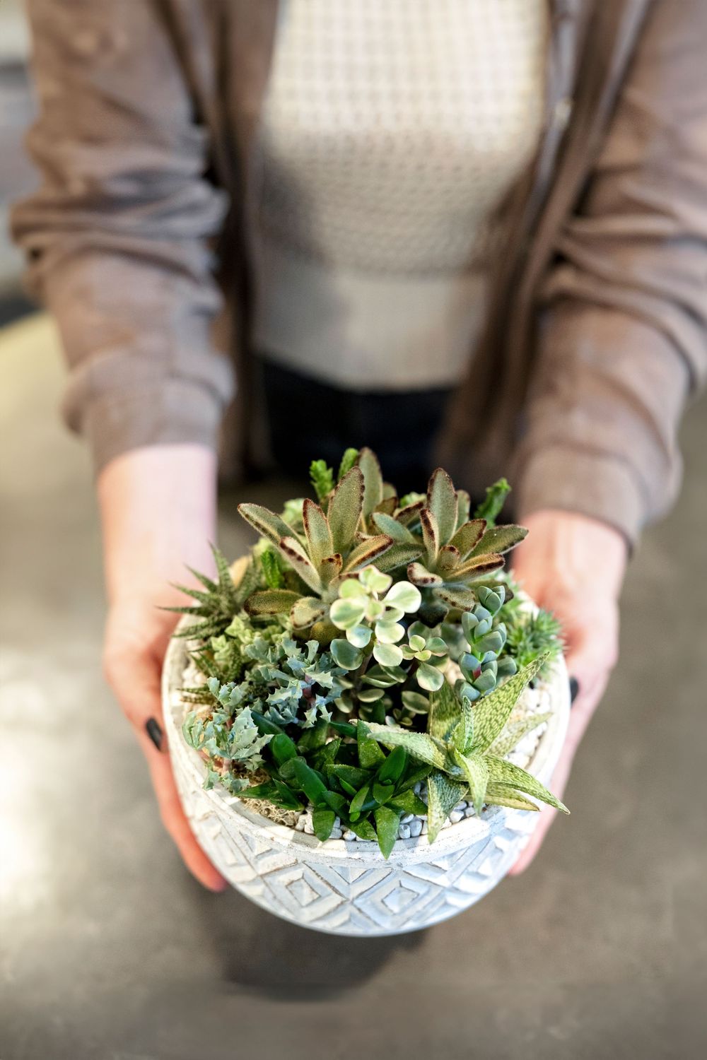 Small potted succulents arranged in decorative blue and white patterned bowls.