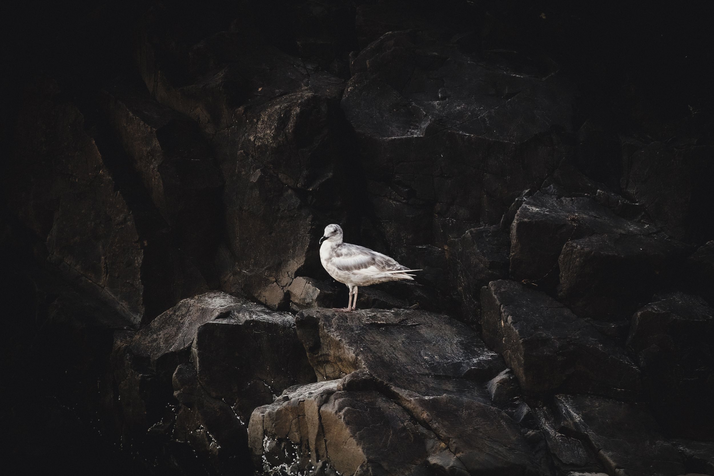A lone seagull perched on dark rocky cliffs in dramatic moody lighting.