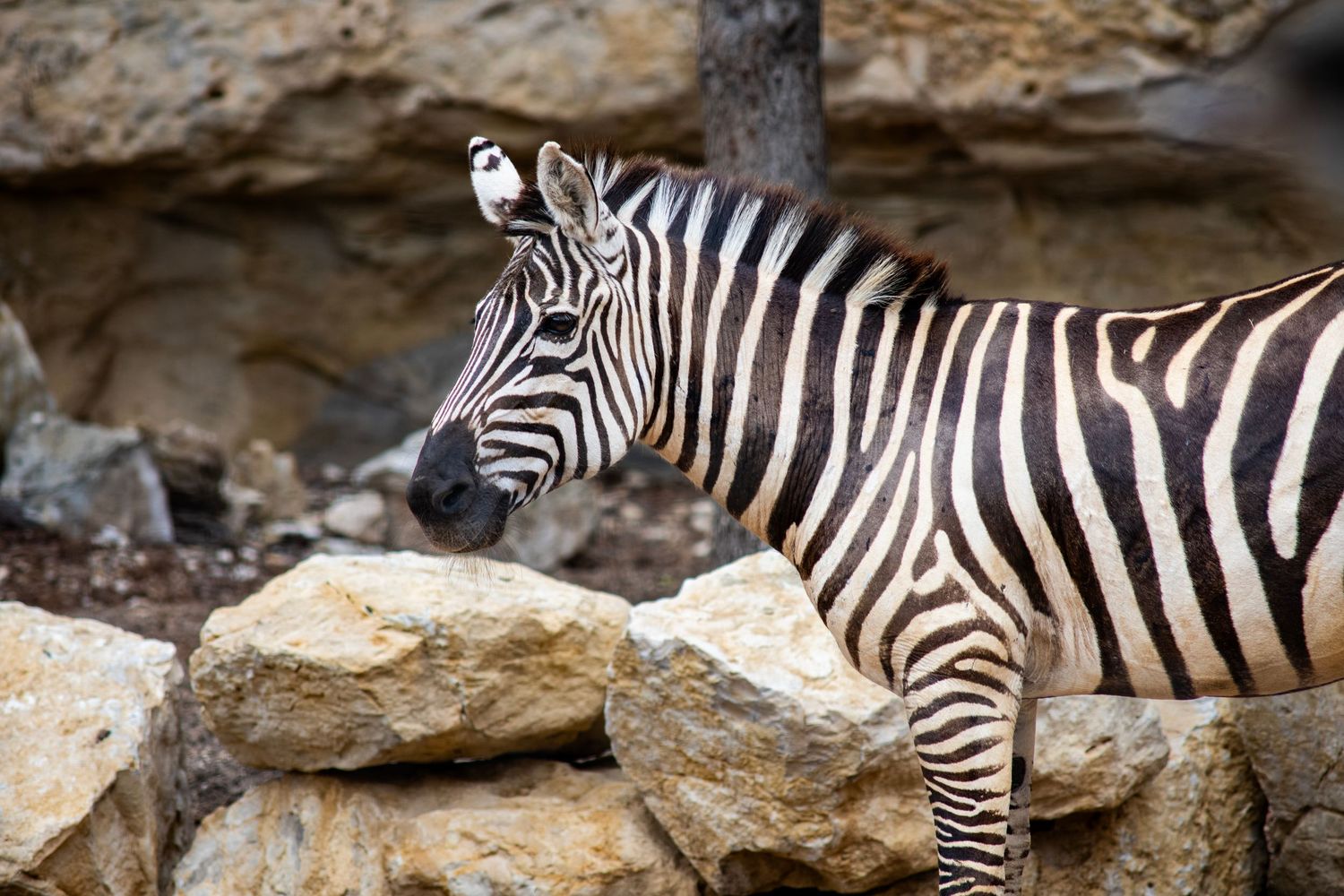 A zebra with bold black and white stripes stands among large rocks in a natural stone enclosure.