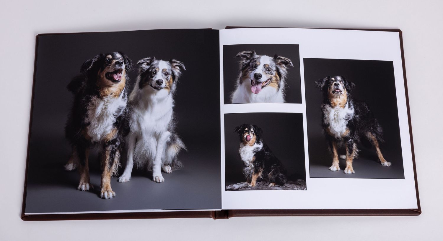 A fine art coffee table book displaying professional portraits of three Australian Shepherd dogs posed against a dark studio background.