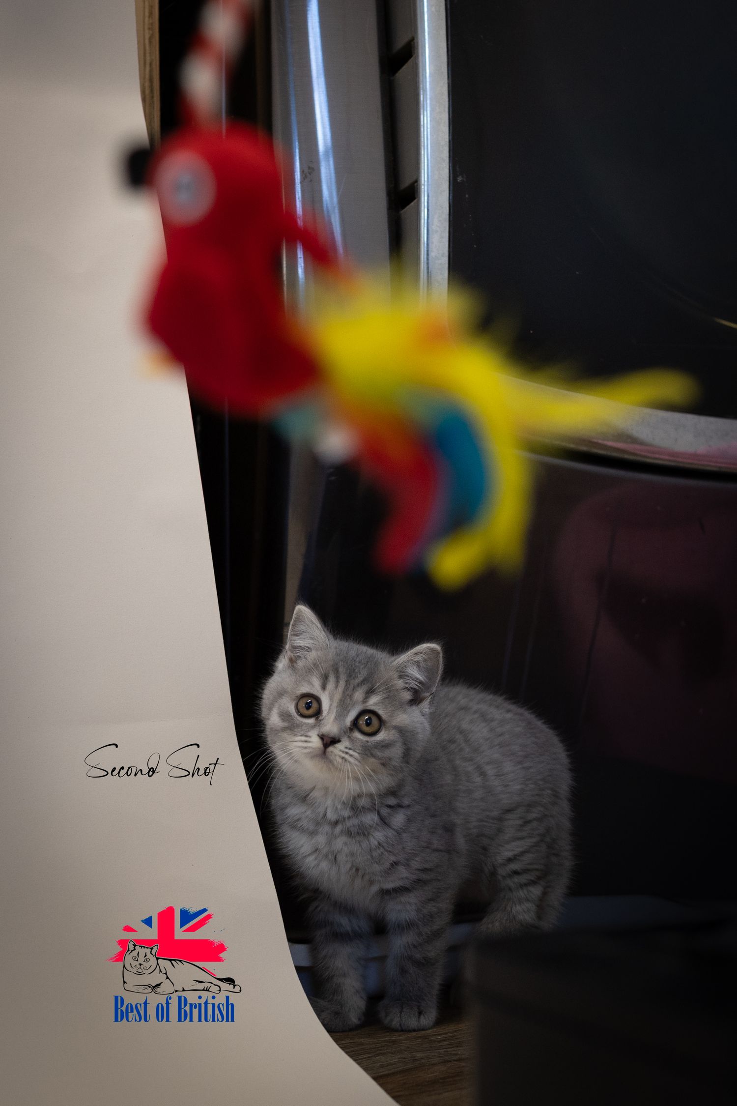 A fluffy black British Shorthair kitten walks toward the camera with bright eyes and a raised tail.