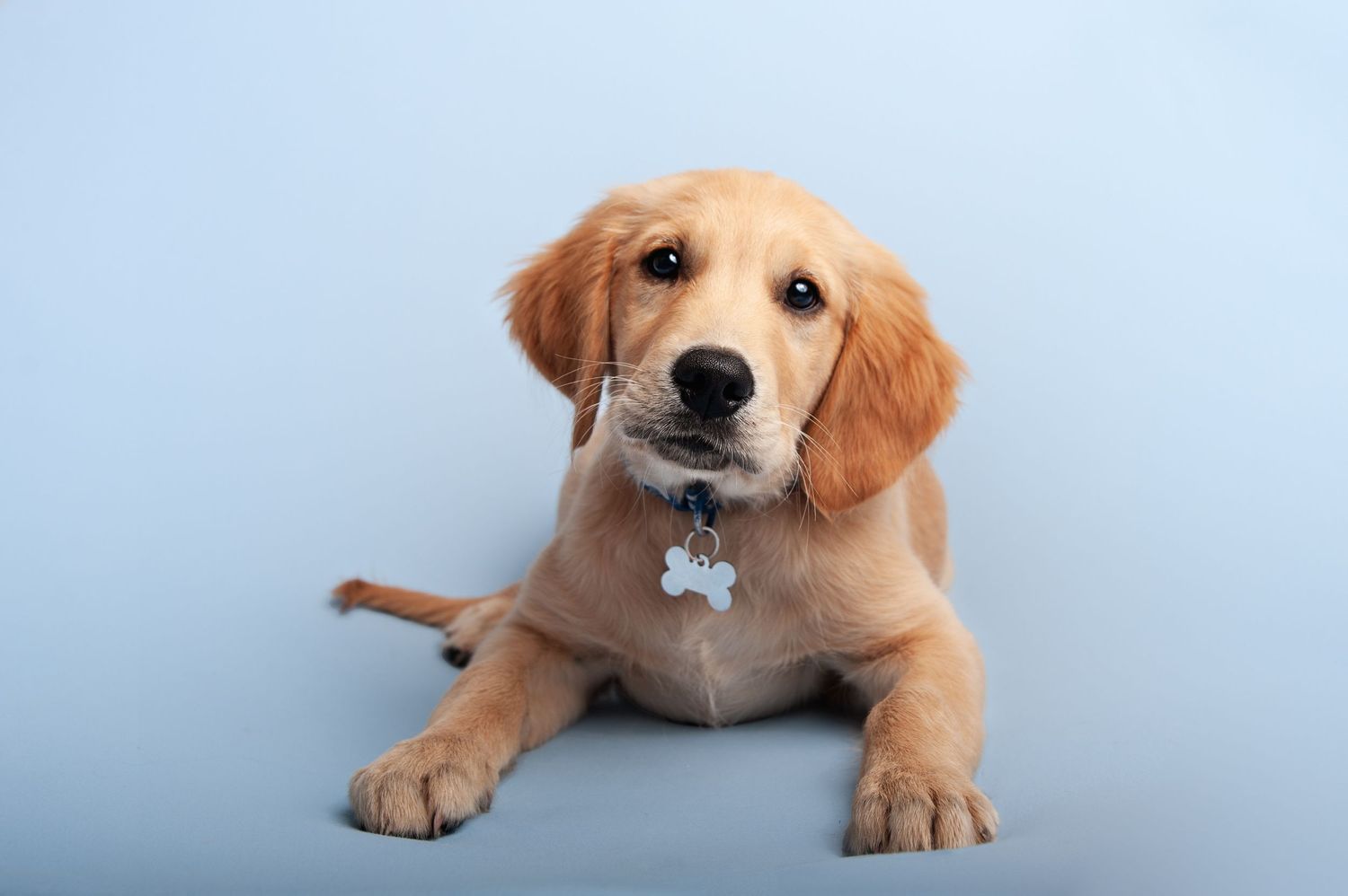 pet photoshoot by kara jade photography