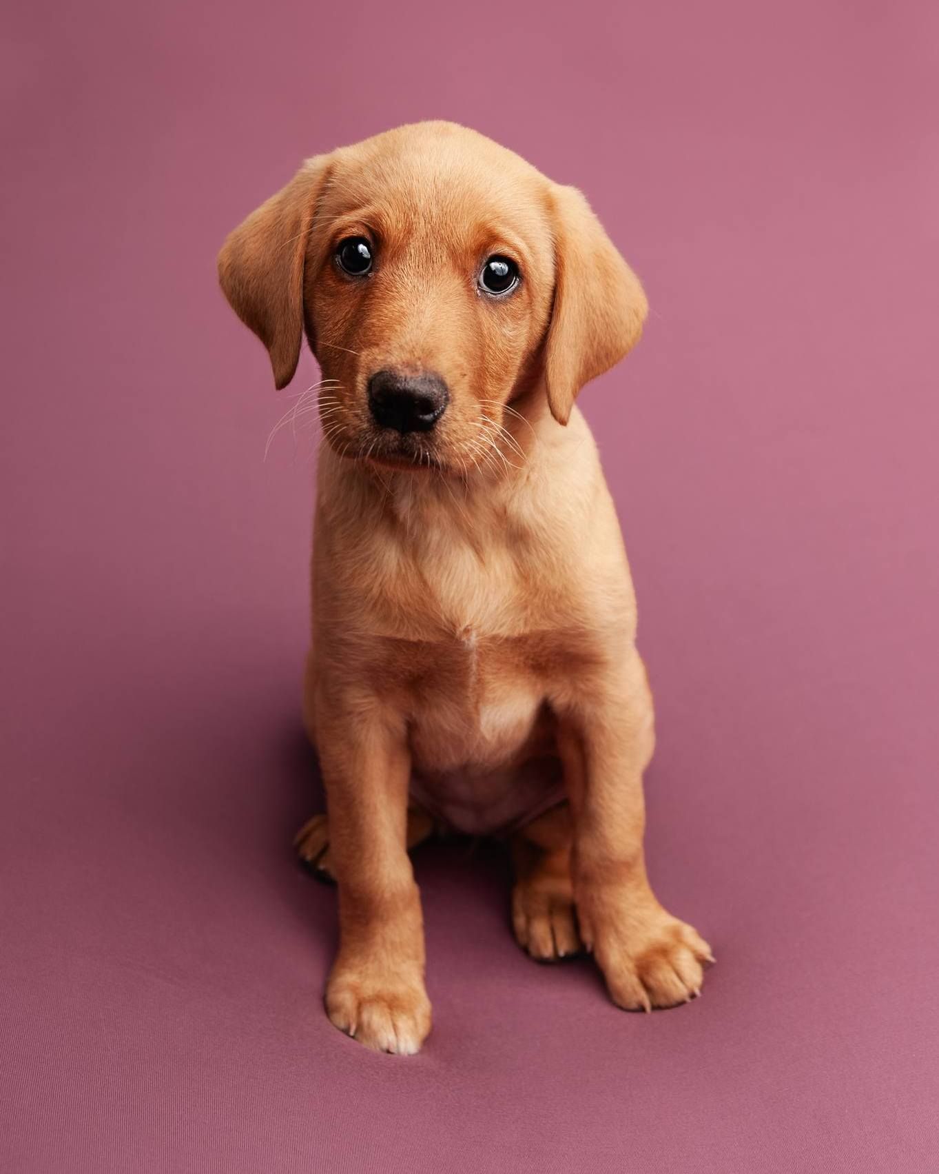 pet photoshoot by kara jade photography