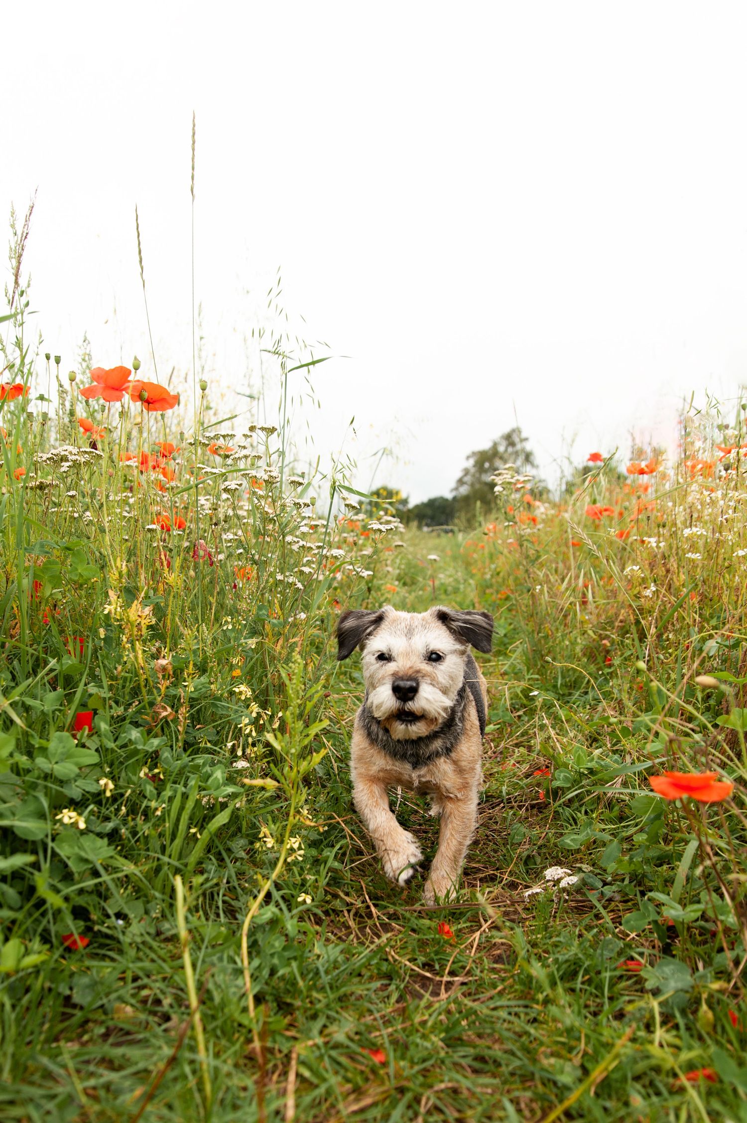 outdoor pet photoshoot by kara jade photography