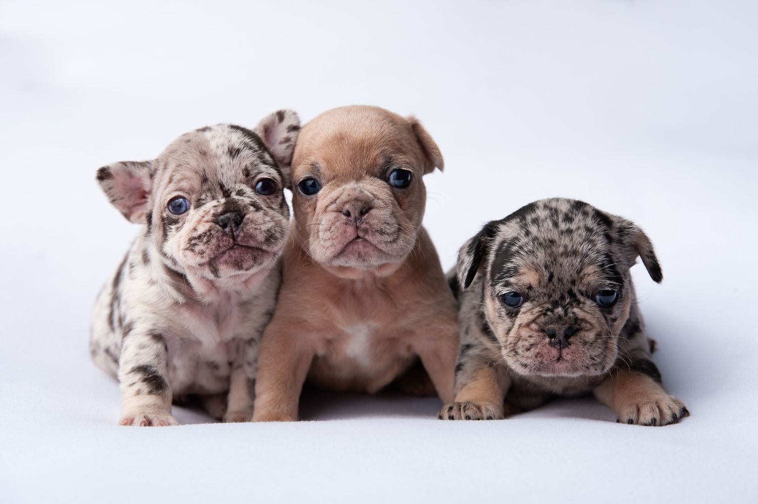 pet photoshoot by kara jade photography