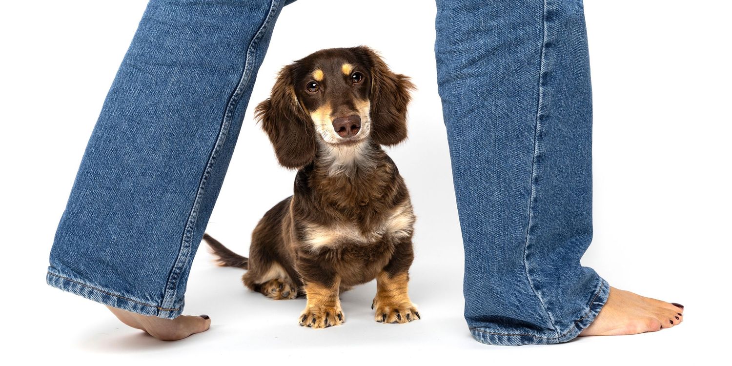 Small brown dachshund sitting between a person's legs wearing blue jeans and bare feet against white background.