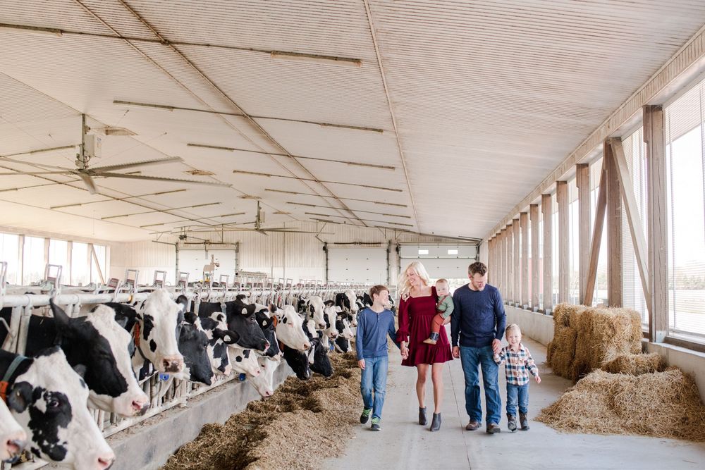 Family strolling through bright dairy barn aisle with rows of Holstein cows and hay.
