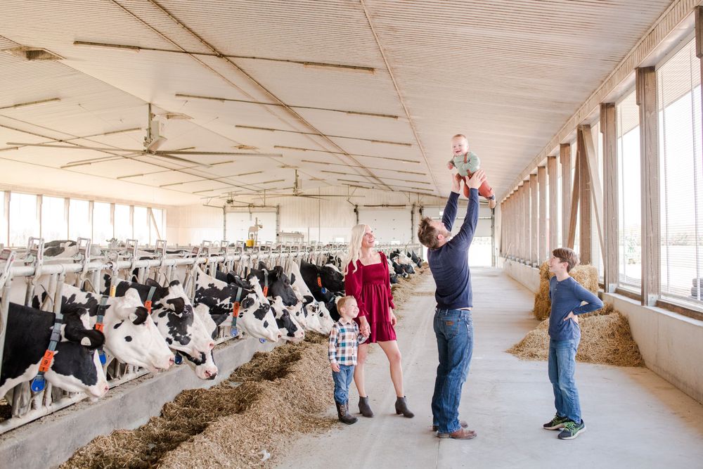 Family of four enjoying a dairy barn visit, father lifting baby near Holstein cows.