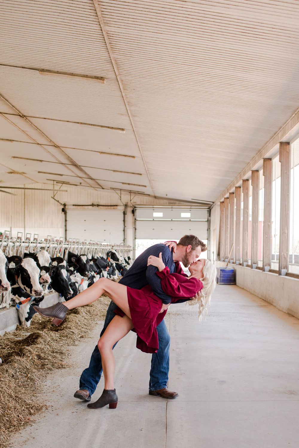 Couple sharing a romantic dip kiss in a dairy barn aisle with Holstein cows.