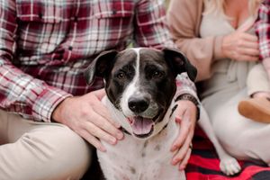 Happy black and white dog being petted by couple wearing plaid shirts on cozy blanket.