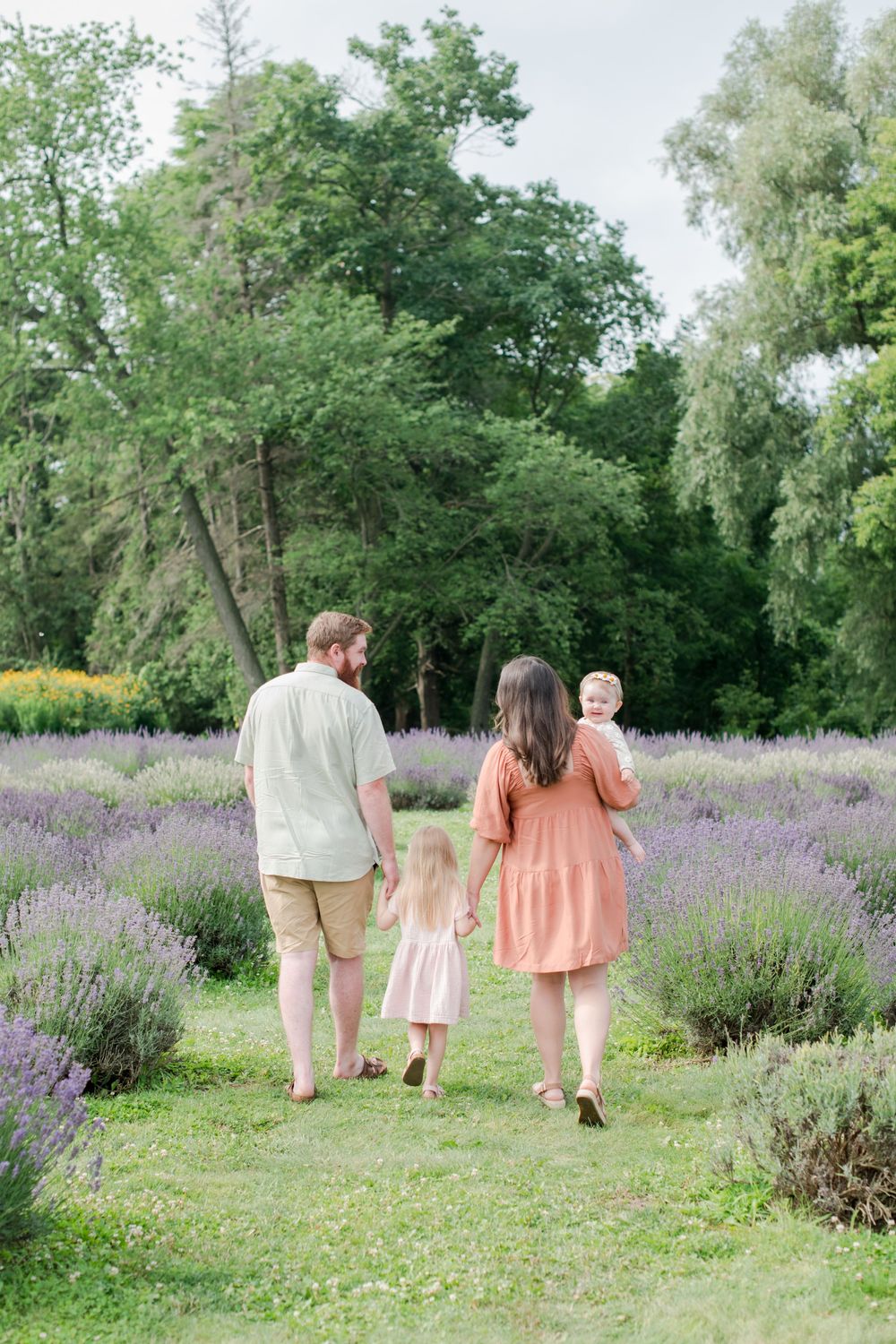 Family of four walking through lavender field rows, viewed from behind on cloudy day.