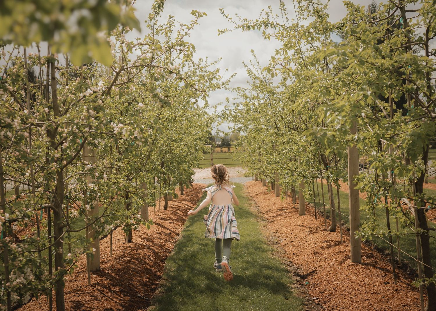 A path lined with blossoming apple trees leads through an orchard while someone in a flowing dress walks down the center.