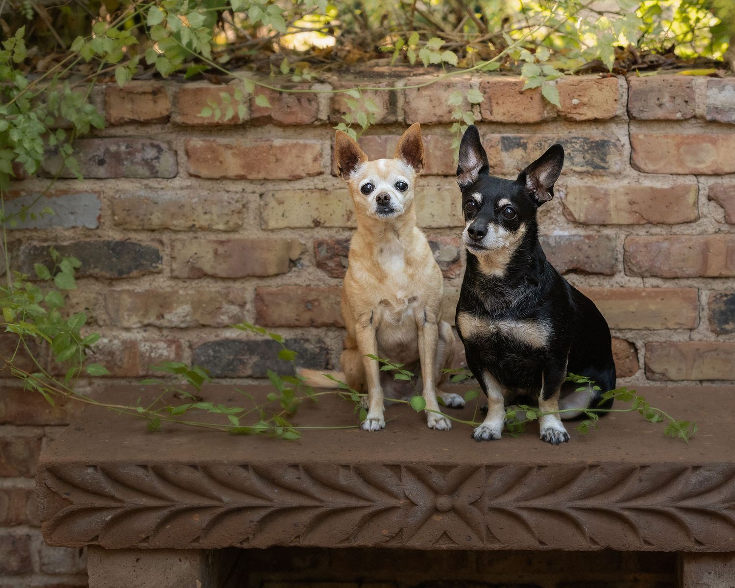 Two small dogs sit together on a rustic brick ledge with greenery in the background.