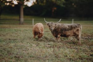 Multiple Highland cattle scattered across a green pastoral field.